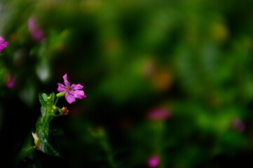 purple flowers in the garden