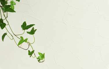 Star-shaped vine houseplant and white wall background material. 星形のつる性の観葉植物と白い壁の背景素材
