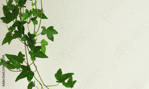 Star Shaped Vine Houseplant And White Wall Background Material 星形のつる性の観葉植物と 白い壁の背景素材 Wall Mural Kana Design Image Star Shaped Vine Houseplant And White Wall Background Material 星形のつる性の観葉植物と 白い壁の背景素材 Wall Mural Kana Design Image