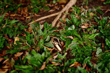 green frog on the leaf
