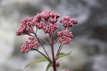 close up of a pink flower