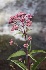pink magnolia flowers