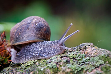 Gefleckte Weinbergschnecke ( Cornu aspersum ).