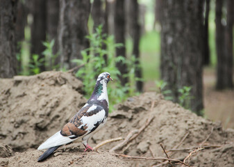 pigeon in the park