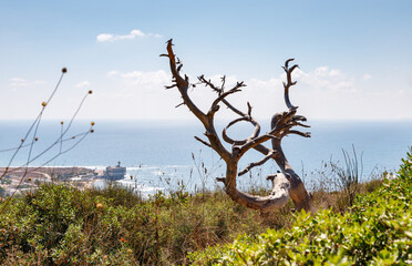 A large  dry tree stands on Mount Carmel against the background of the Mediterranean coast in Haifa city in northern Israel