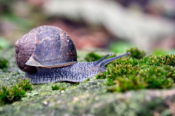 Gefleckte Weinbergschnecke ( Cornu aspersum ).