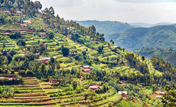 A steep hill in the Muvumba river valley in Rwanda, entirely covered with terraced fields and dotted with houses.