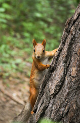 red squirrel on a tree