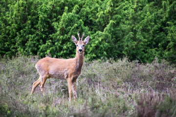 wild young deer in the woods, heather field at the forest edge. Nature wildlife in the netherlands. Rural scene with animals.
