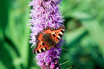 Obraz premium Liatra Kłosowa