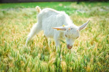 Obraz premium A little kid on a goats farm grazes on the grass