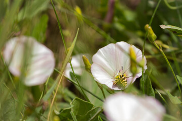 Spotted sulphur on the meadow flower