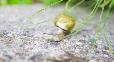 A small colored snail creeps on a stone surface among grass blades.