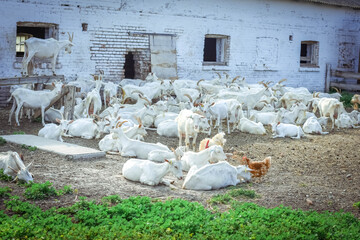 
Goats on the farm graze and rest