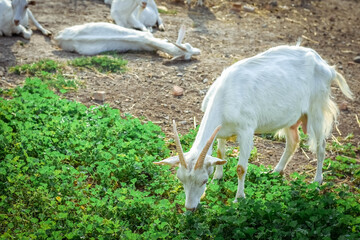 Fototapeta premium A little kid on a goats farm grazes on the grass