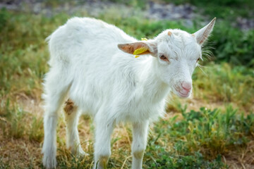 Obraz premium A little kid on a goats farm grazes on the grass