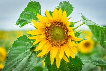 
Sunflower on a field of sunflowers on a summer sunny day