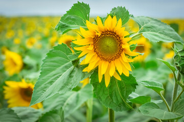 
Sunflower on a field of sunflowers on a summer sunny day