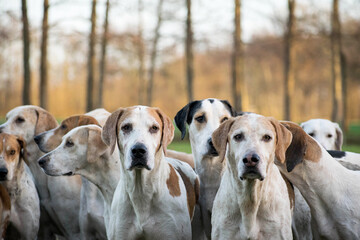 Group off drag hunting dogs waiting during the meet of a drag hunt event. Two dogs looking towards the camera. Autumn outdoor portrait fox hounds. Traditional activity netherlands. 