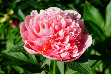 Coral herbaceous peony flowers