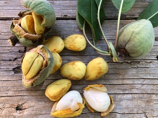 Fresh raw almonds just collected from the tree