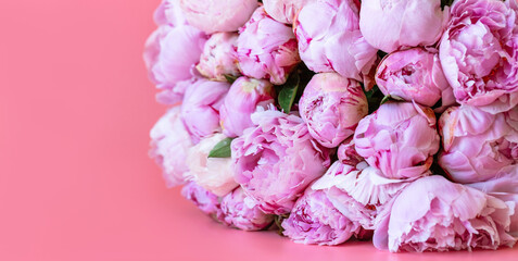 Beautiful pink peonies on the pink background. Spring flowers concept.