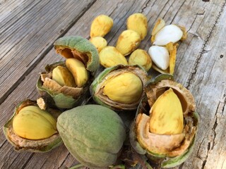 Fresh raw almonds just collected from the tree