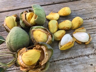 Fresh raw almonds just collected from the tree