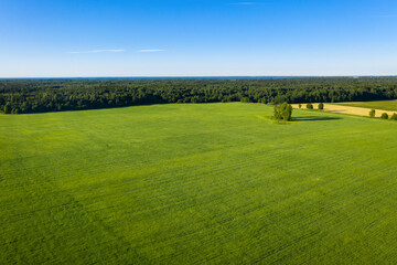 Summer forest and field with trees. Wild nature