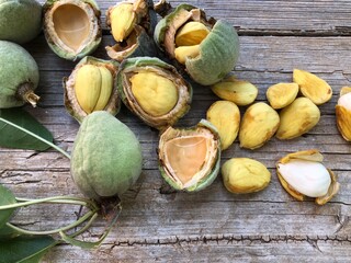 Fresh raw almonds just collected from the tree