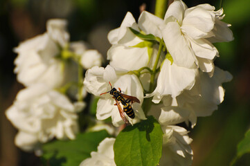 Bee drinks nectar from a beautiful white flower on a Sunny summer day