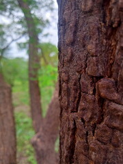 tree bark and tree
