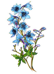 Flower Delphinium