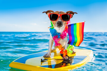 gay pride surfer dog  at the ocean