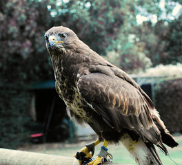 portrait of a falcon