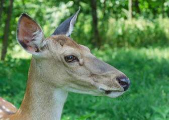 deer in the park 22