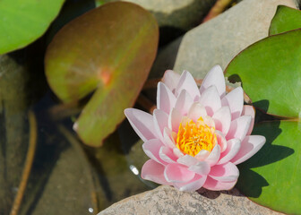 Pink water lily flowers in a pond 2