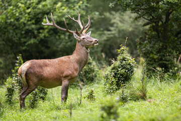 Naklejka na ściany i meble Majestic red deer, cervus elaphus, stag with antlers standing on a glade with bushes in summer forest. Wild animal observing in wilderness from side view.