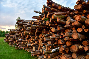 Large quantity of cut and stacked pine timber in forest for transported. Stack of cut logs background. Logging timber industry. Wood logs at illegal logging