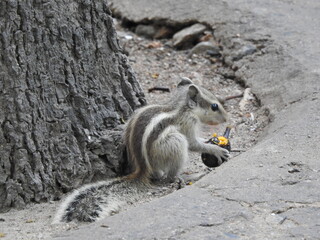 Squirrel eating Fruit under a tree 