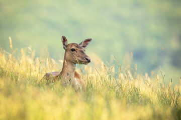 Fallow deer doe, dama dama lying on field during the summertime. Calm female animal resting in grass with blurred background. Wild mammal observing on land.