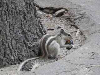 Squirrel eating Fruit under a tree 