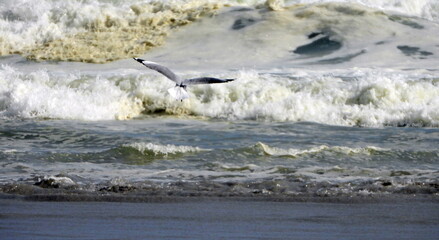 Seagulls at the beach