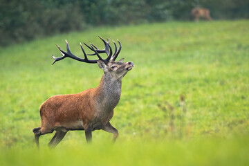 Proud red deer, cervus elaphus, walking on meadow with majestic antlers. Strong stag moving on field in summer. Magnificent wild animal marching on grass with blurred background.