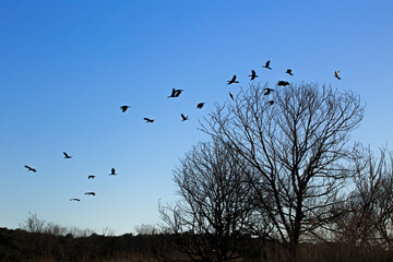 Cormorants flying