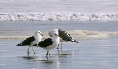 Seagulls at the beach