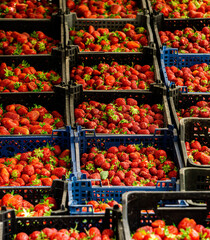 Young fresh strawberries are for sale in the market.