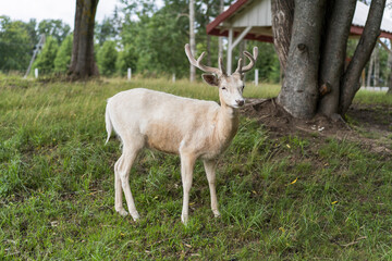 White young dear with antlers in the park, green glass on background. Selective focus.