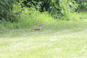 Grünspecht bei der Futtersuche Specht auf Wiese