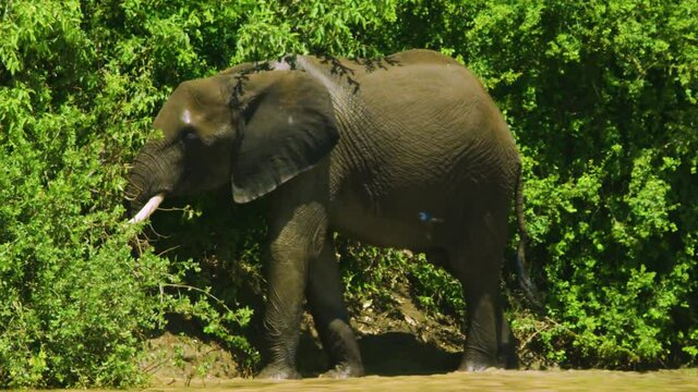 Elephant turns to face camera and flaps ears in display of stength in African wild